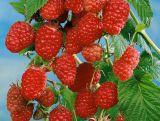 Malina Czerwona 'Rubus ideaus L' Wilamette Z Donicy