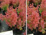 Berberys 'Berberis' Orange Kolumn