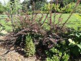 Berberys 'Berberis' Rozłożysty